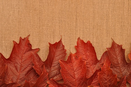 autumn leaves over burlap background 