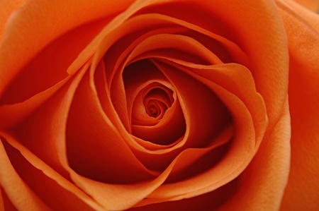 close up of pink rose petals の写真素材