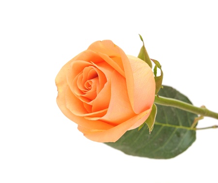 Front view close up of a pink rose の写真素材