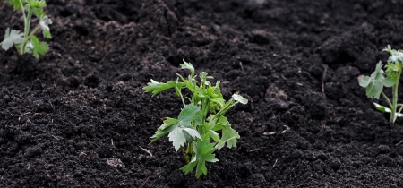 A young green plant growing out of soil. の写真素材