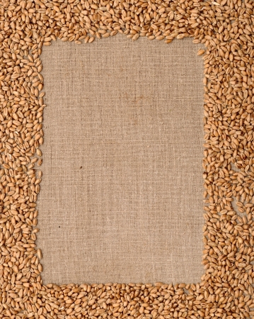 Wheat ears on rough sack materialの写真素材