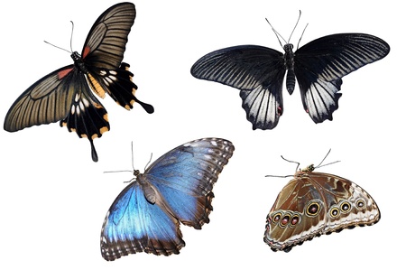 Collection of colorful butterflies isolated on white の写真素材