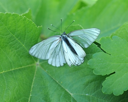 beauty butterfly on leafの写真素材