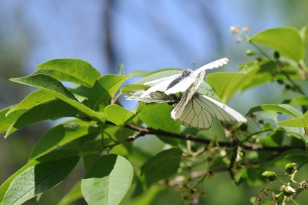White butterfly mnemosina の写真素材