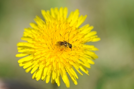 Wasp nectaring on a dandelion flowerの写真素材