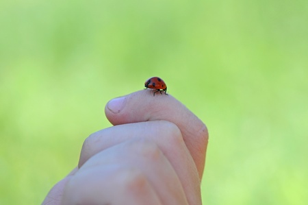 A close-up view of a child's hands hold a bright red ladybug