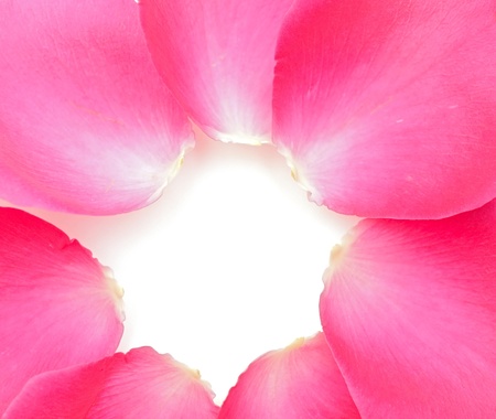 Closeup of pink rose petails の写真素材