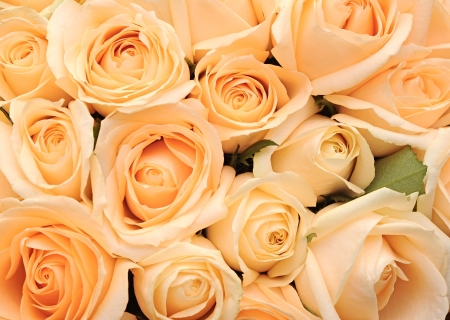 Cream roses backgroundの写真素材