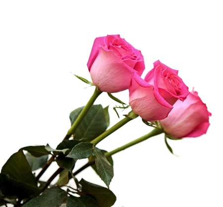 Bunch of pink roses isolated on whiteの写真素材