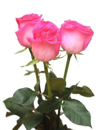 Bunch of pink roses isolated on white の写真素材