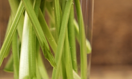 the stems of flowers in a glass of water