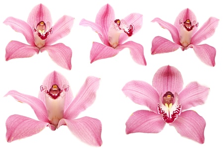 beautiful pink orchid flower on white background の写真素材