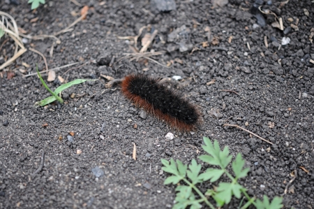 hairy caterpillar on garden bed.の写真素材