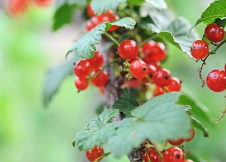 ripening redcurrant bunch on the branch 