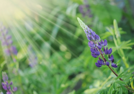 Purple Wild Lupines on a Sunny Spring Morningの写真素材