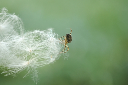 spider の写真素材