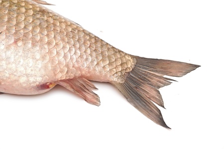Fish tail isolated on white background 