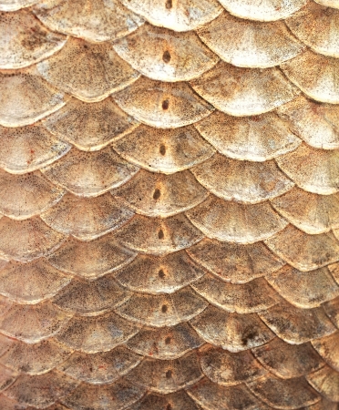 Crucian carp scales, close-up - natural texture, macro shotの写真素材