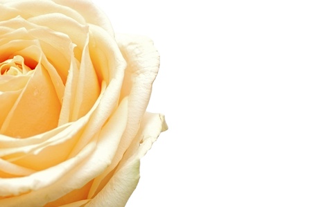 Yellow rose flower as close upの写真素材