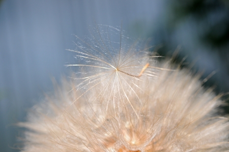 dandelion seedsの写真素材