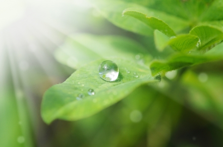 Morning dew の写真素材