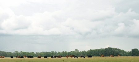 Cows on meadow with green grass の写真素材