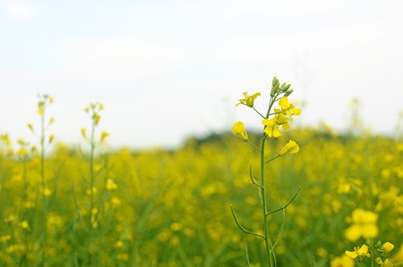Yellow rapeseed - close-up plant rapeseed on yellow backgroundの写真素材
