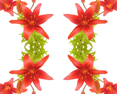 Lily flowers border on white の写真素材