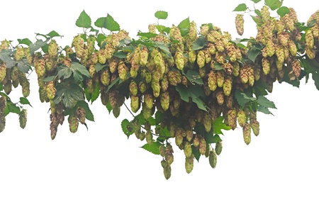 hops plant twined vine, young leaves isolate on white