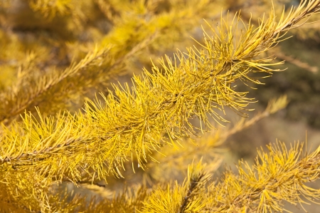 Yellow autumn larch against the blue skyの写真素材