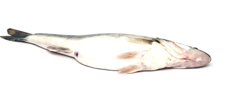 fresh pike perch isolated on a white background 