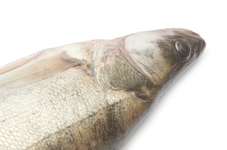 fresh pike perch isolated on a white background の写真素材
