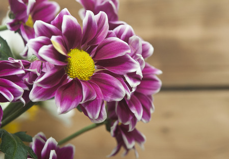 purple chrysanthemum bouquet closeupの写真素材