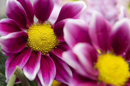 purple chrysanthemum bouquet closeup
