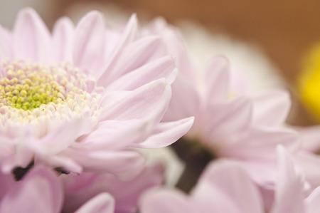 Closeup of pink flower の写真素材