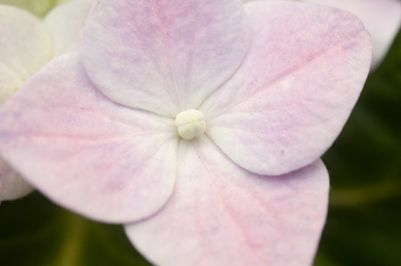 beautiful pink hydrangea flowers