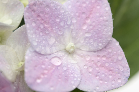 hydrangea close up with dew の写真素材