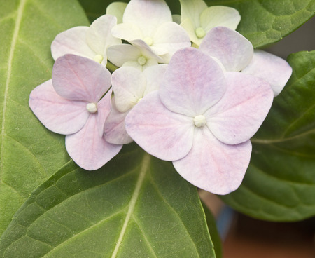 beautiful pink hydrangea flowers