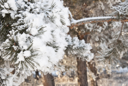 Winter background. A coniferous tree in hoarfrost and snowの写真素材