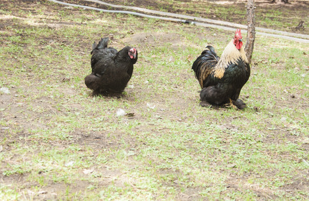 Beautiful Rooster (Male Chicken) on nature background
