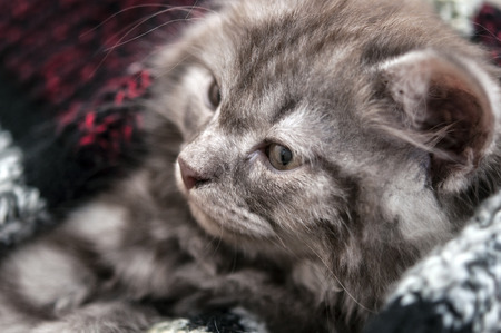 Lovely grey kitten sleep in woolen scarfの写真素材