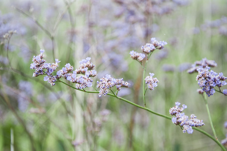 nice summer meadow with wild flowersの写真素材