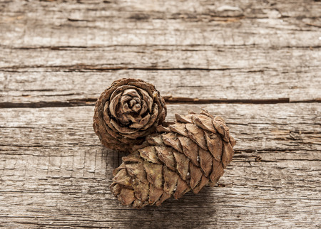 Pine nuts from the cones
