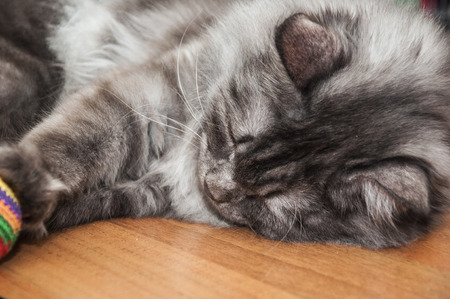  Grey cat on tabletopの写真素材