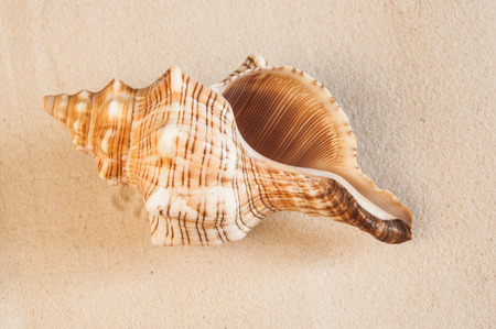 sea shells with sand as backgroundの写真素材