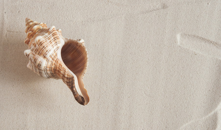 sea shells with sand as background