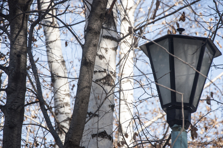 Street lamp covered with snow in the parkの写真素材