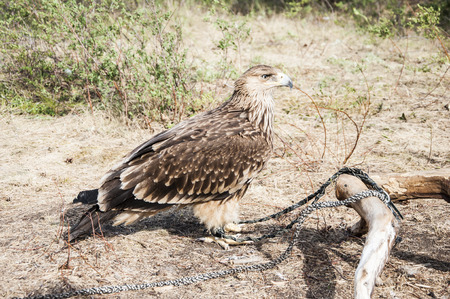Beautiful graceful brown berkut against a background of green grass close-up sits on a fallen treeの写真素材