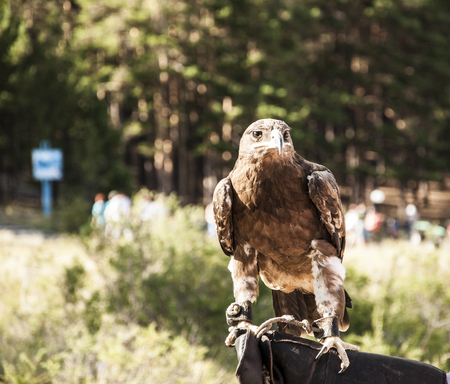 Beautiful graceful brown berkut against a background of green grass close-up sits on a fallen treeの写真素材