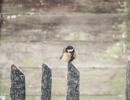 Bird, Chickadee in the snow on a bleak winter day.の写真素材